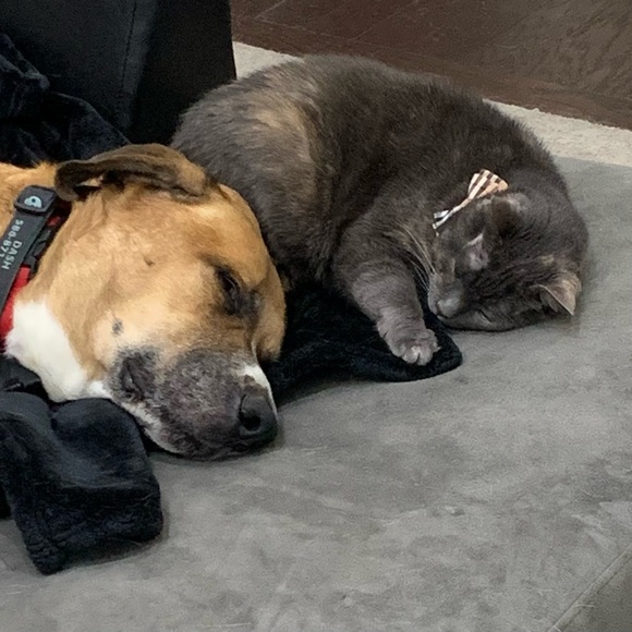 🐾🖤 Meet Your Seller 🖤🐾 - Picture 6 of 16